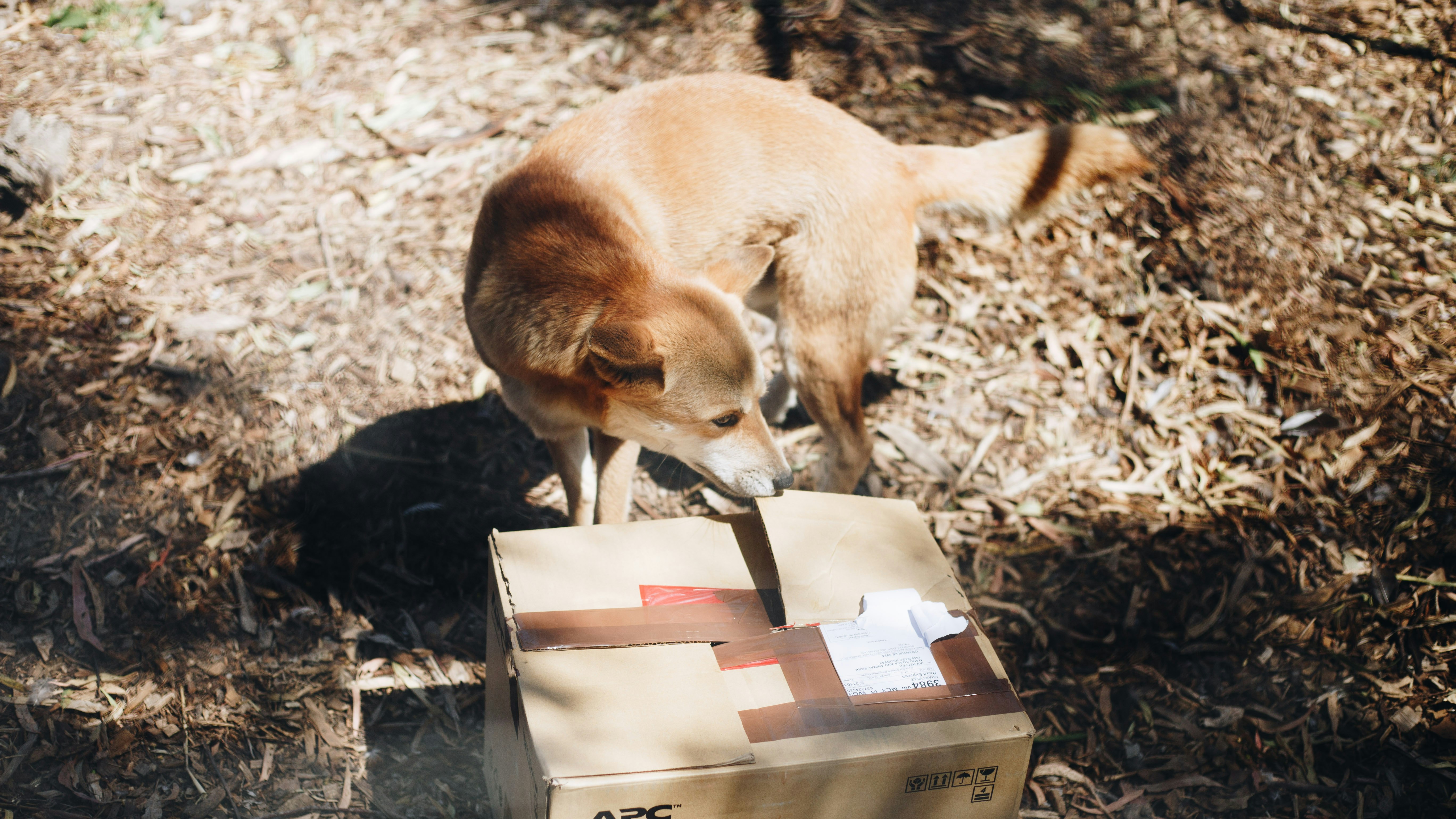 short-coated brown dog beside brown box